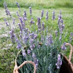 Sensational!™ Lavender