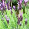 Purple Ribbon Spanish Lavender -High Country Gardens Store lavandula stoechas purple ribbon spanish lavendr