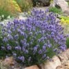 Thumbelina Leigh Dwarf English Lavender -High Country Gardens Store lavandula angustifolia thumbelina leigh web 1