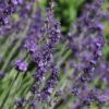 Sharon Roberts English Lavender -High Country Gardens Store lavandula sharon roberts with bee 1 1
