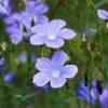 Spanish Blue Flax (Linum) -High Country Gardens Store linum narbonense spanish blue flax 2 cropped