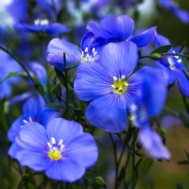 Appar Blue Flax (Linum) 1 Appar Blue Flax (Linum)