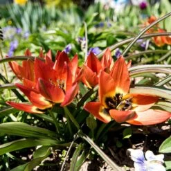 Little Princess Wildflower Tulip -High Country Gardens Store little princess wf tulip 2