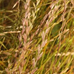 Annual Rye Grass Seeds -High Country Gardens Store lolium multiflorum 2