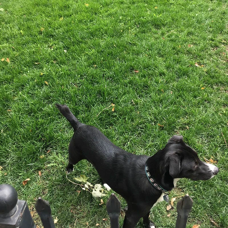 Low Work And Water Dwarf Fescue Grass Seed 3 Low Work And Water Dwarf Fescue Grass Seed - Image 3