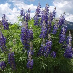 High Country Meadow Native Wildflower Seed Mix -High Country Gardens Store lupine mountainside