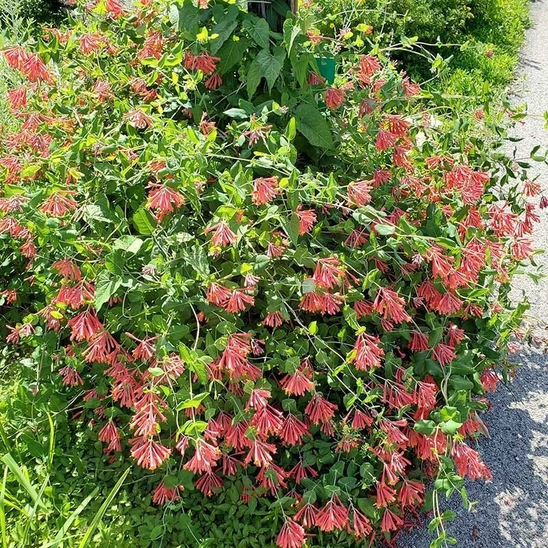 Major Wheeler Honeysuckle Vine 6 Major Wheeler Honeysuckle Vine - Image 6