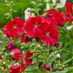 Mars Magic Single Hollyhock -High Country Gardens Store mars magic single hollyhock alcea rosea walters garden flowers