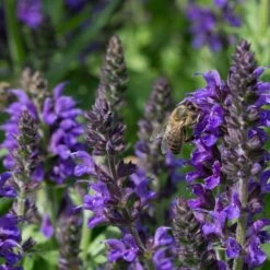 May Night Salvia -High Country Gardens Store may night savlia bee