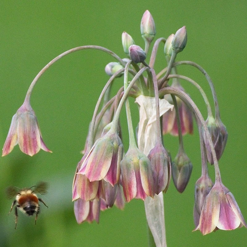 Mediterranean Bells 1 Mediterranean Bells