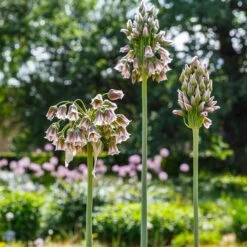 High Country Gardens Store 47 High Country Gardens Store -High Country Gardens Store mediterranean bells 2