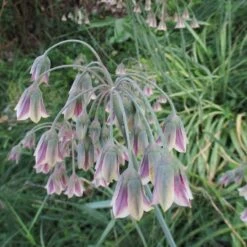 Mediterranean Bells 7 Mediterranean Bells -High Country Gardens Store mediterranean bells 3