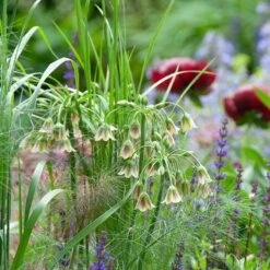 Mediterranean Bells 9 Mediterranean Bells -High Country Gardens Store mediterranean bells 5