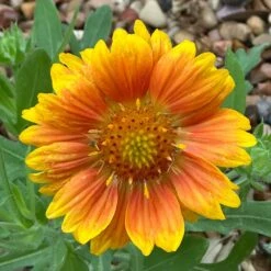 Mesa™ Peach Gaillardia -High Country Gardens Store mesa beach gaillardia cust photo