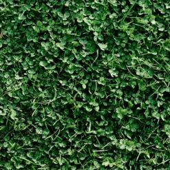 Microclover & Low-Water Lawn Seed Mix 7 Microclover & Low-Water Lawn Seed Mix -High Country Gardens Store microclover grass