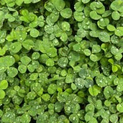 Microclover Seed (Pelleted) -High Country Gardens Store microclover closeup sq