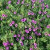 Wild Four O'Clock (Mirabilis) 10 Wild Four O'Clock (Mirabilis) -High Country Gardens Store mirabilis multiflora 1