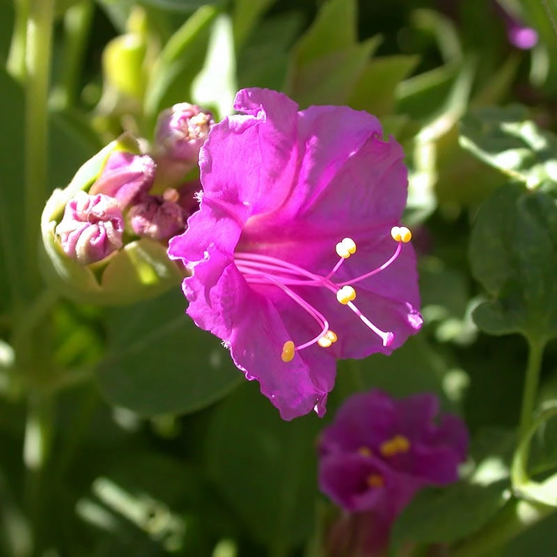 Wild Four O'Clock (Mirabilis) 2 Wild Four O'Clock (Mirabilis) - Image 2