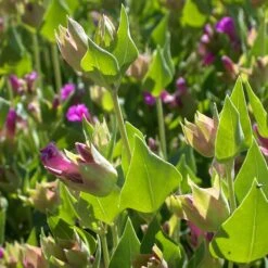 Wild Four O'Clock (Mirabilis) 5 Wild Four O'Clock (Mirabilis) -High Country Gardens Store mirabilis multiflora 3