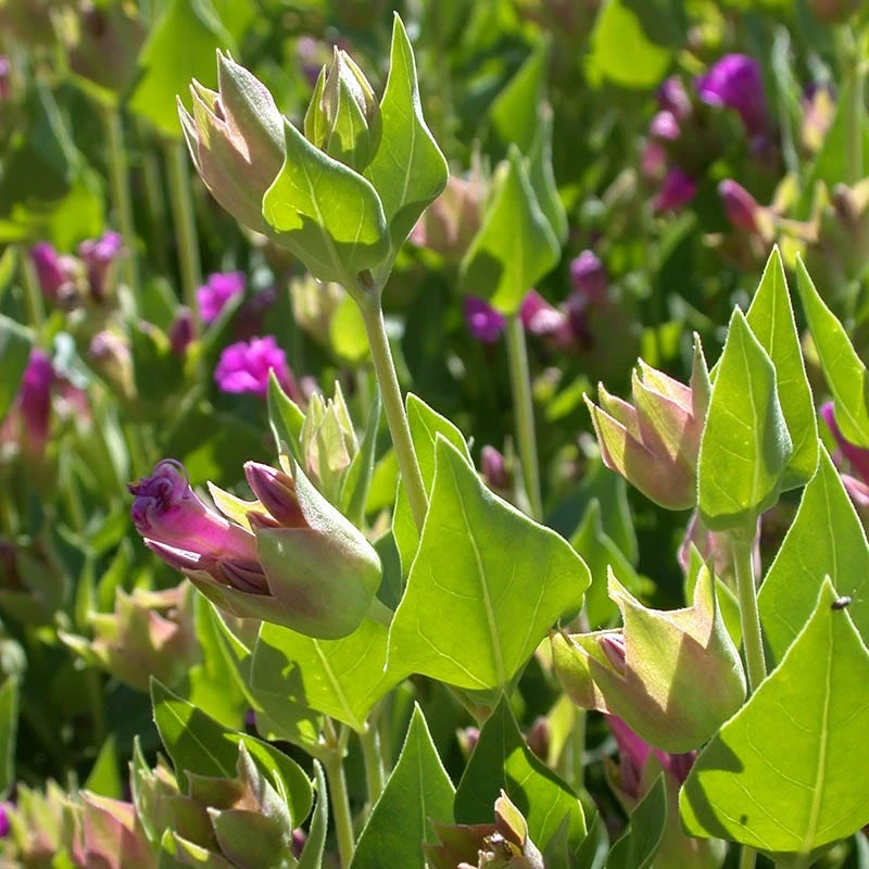 Wild Four O'Clock (Mirabilis) 3 Wild Four O'Clock (Mirabilis) - Image 3