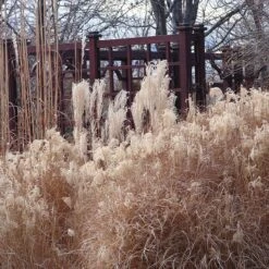 Gracillimus Miscanthus Grass -High Country Gardens Store miscanthus ornamental grass winter