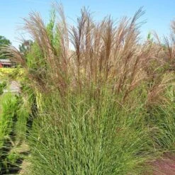 Gracillimus Miscanthus Grass -High Country Gardens Store miscanthus gracillimus hni 03 cropped