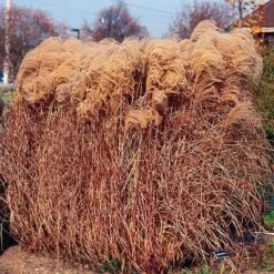 Gracillimus Miscanthus Grass -High Country Gardens Store miscanthus gracillimus walters gardens cropped