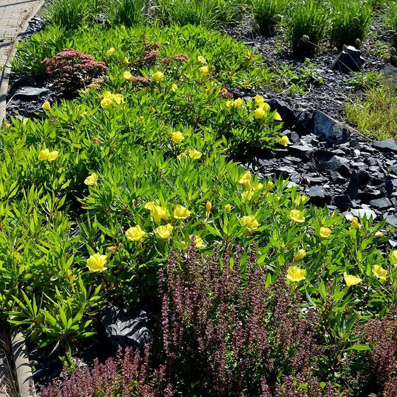 Missouri Evening Primrose 2 Missouri Evening Primrose - Image 2