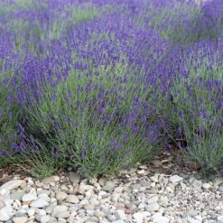 Mitcham Gray English Lavender -High Country Gardens Store mitcham gray english lavender 1