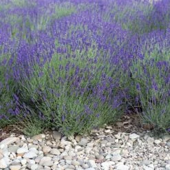 August Afternoons Pre-Planned Garden -High Country Gardens Store mitcham gray lavender sq