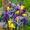 Dwarf Specie Iris Mix (Mini Iris) 7 Dwarf Specie Iris Mix (Mini Iris) -High Country Gardens Store mixed specie iris visi09644