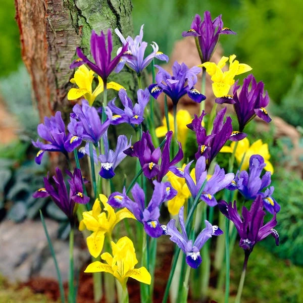 Dwarf Specie Iris Mix (Mini Iris) 1 Dwarf Specie Iris Mix (Mini Iris)