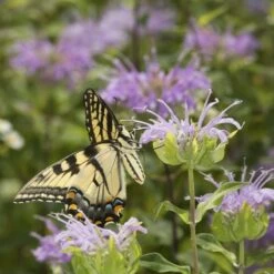 Wild Bergamot (Wichita Mountains Form) -High Country Gardens Store monarda fistulosa wild bergamot
