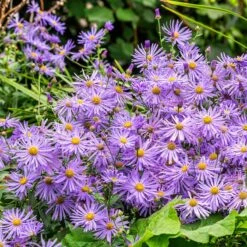 Monch Frikart's Aster -High Country Gardens Store monch frikart s aster garden purple flowers