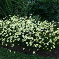 Moonbeam Coreopsis 9 Moonbeam Coreopsis -High Country Gardens Store moonbeam coreopsis 4