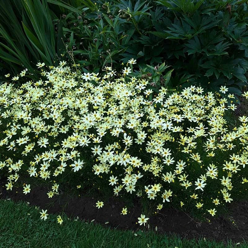 Moonbeam Coreopsis 5 Moonbeam Coreopsis - Image 5