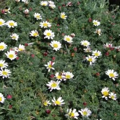 Spring Carpet Mount Atlas Daisy (Anacyclus) -High Country Gardens Store mount atlas daisy flowers garden blooming