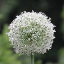 Mount Everest Allium