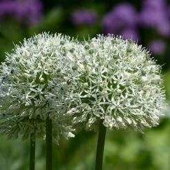 Mount Everest Allium -High Country Gardens Store mount everest allium 3