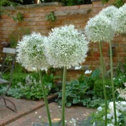 Mount Everest Allium -High Country Gardens Store mount everest allium 4