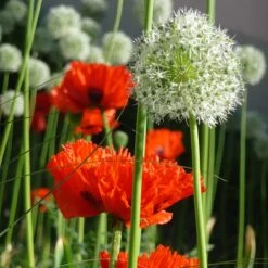 Mount Everest Allium -High Country Gardens Store mount everest allium 5