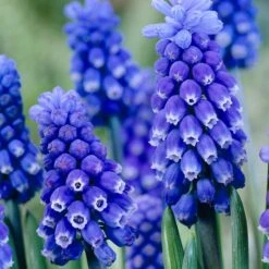 High Country Gardens Store -High Country Gardens Store muscar grape hyacinth dark eyes