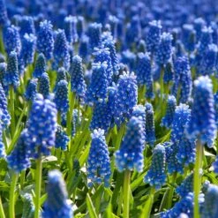The Sky's The Limit Bulb Collection 8 The Sky's The Limit Bulb Collection -High Country Gardens Store muscari armeniacum grape hyacinth cropped