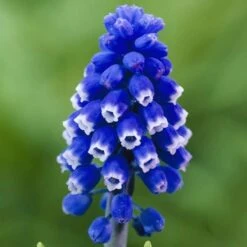 High Country Gardens Store 41 High Country Gardens Store -High Country Gardens Store muscari dark eyes blue flowers