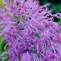 High Country Gardens Store 45 High Country Gardens Store -High Country Gardens Store muscari comosum plumosum cotton cany grape hyacinth close up cropped