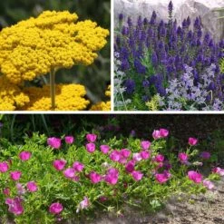 My Soil Is Like A Brick Collection -High Country Gardens Store my soil is like a brick coll 8 26 25