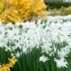 Spring Is In The Air Bulb Collection -High Country Gardens Store narcissus triandrus daffodil white thalia garden
