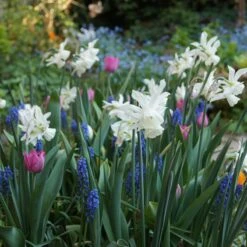 Thalia Daffodil 7 Thalia Daffodil -High Country Gardens Store narcissus triandrus daffodil white thalia2