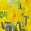 Waterwise Walkway Bulb Collection -High Country Gardens Store narcissus daffodil dutch master 3 1