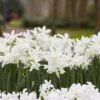 Thalia Daffodil -High Country Gardens Store narcissus thalia with hyacinth